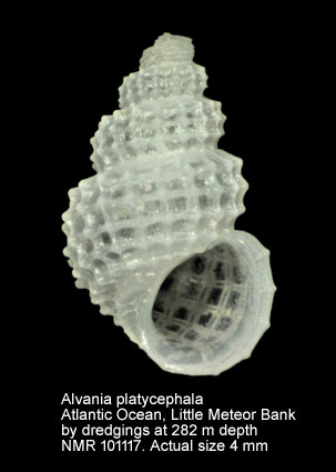 Alvania platycephala (3).jpg - Alvania platycephala Dautzenberg & H.Fischer,1896